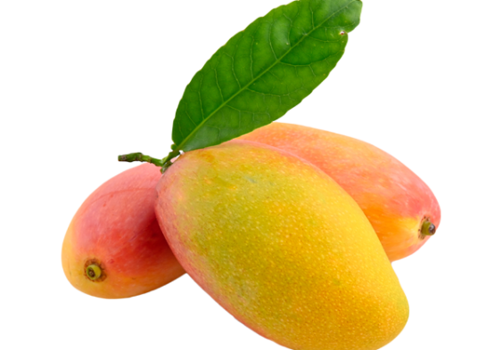 Hand Picked Mango - Image 4